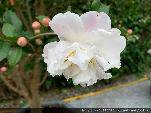 2025花卉中心茶花展
