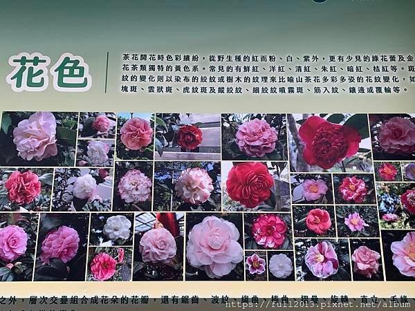 2025花卉中心茶花展
