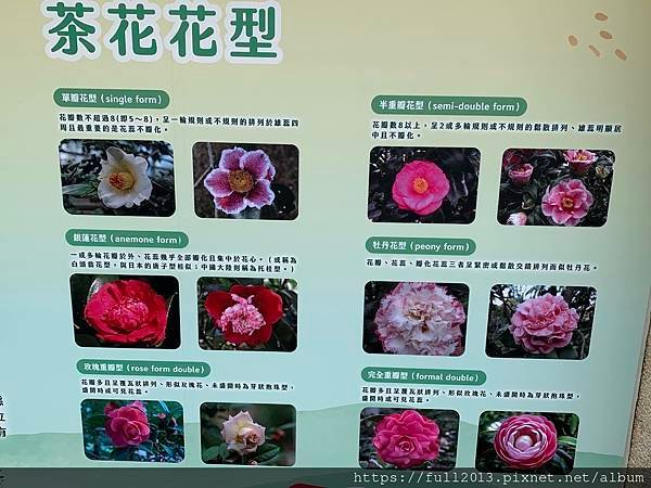 2025花卉中心茶花展