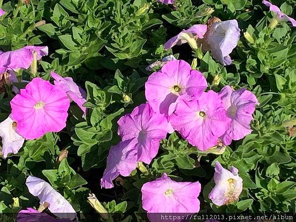 古亭河濱公園  夢幻又浪漫的走春賞花秘境