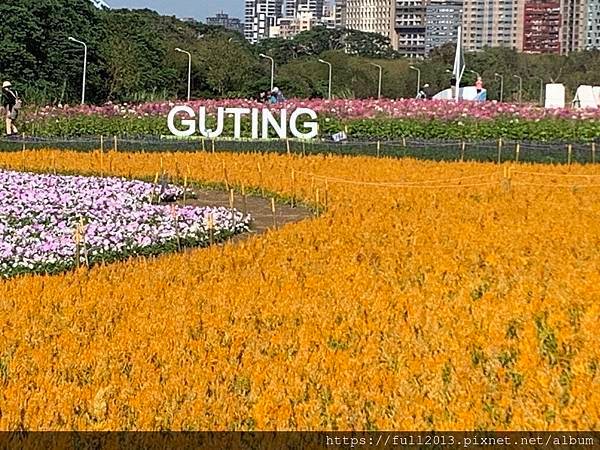 古亭河濱公園  夢幻又浪漫的走春賞花秘境