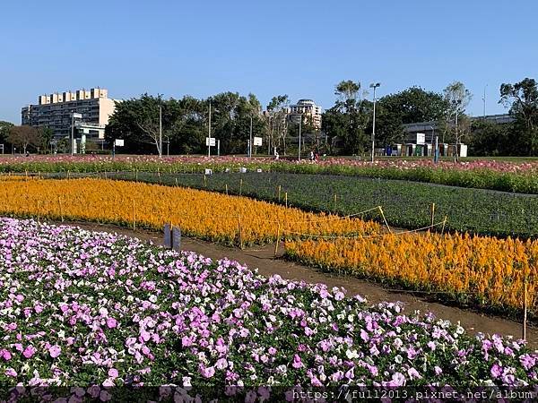 古亭河濱公園  夢幻又浪漫的走春賞花秘境