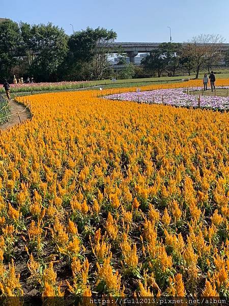 古亭河濱公園  夢幻又浪漫的走春賞花秘境