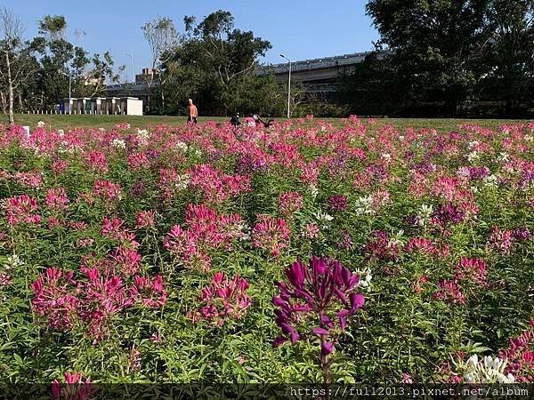 古亭河濱公園  夢幻又浪漫的走春賞花秘境