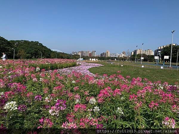 古亭河濱公園  夢幻又浪漫的走春賞花秘境