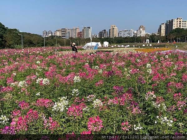 古亭河濱公園  夢幻又浪漫的走春賞花秘境