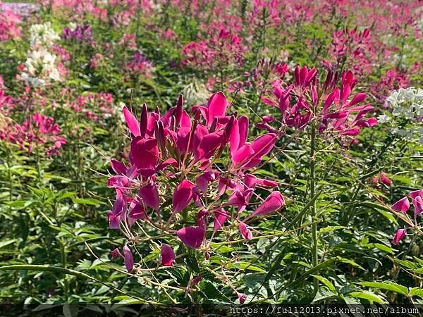 古亭河濱公園  夢幻又浪漫的走春賞花秘境