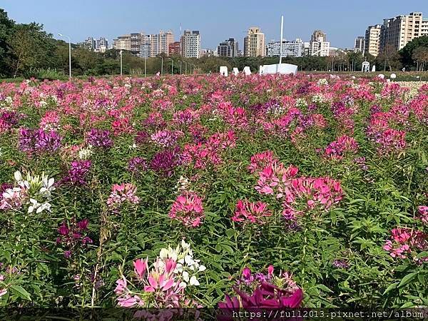 古亭河濱公園  夢幻又浪漫的走春賞花秘境