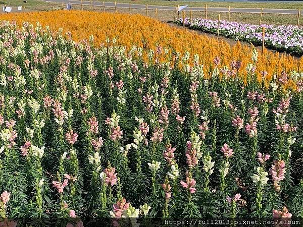 古亭河濱公園  夢幻又浪漫的走春賞花秘境