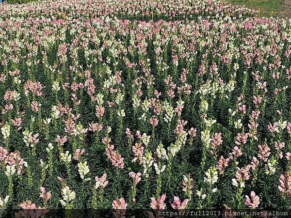 古亭河濱公園  夢幻又浪漫的走春賞花秘境