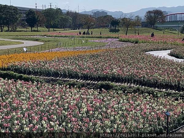 古亭河濱公園  夢幻又浪漫的走春賞花秘境