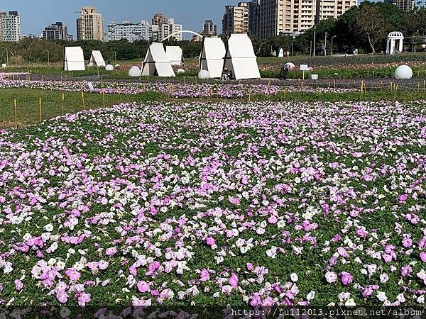 古亭河濱公園  夢幻又浪漫的走春賞花秘境