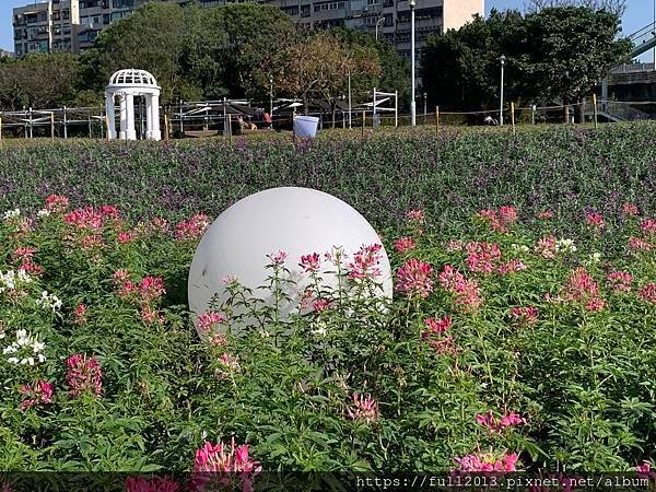 古亭河濱公園  夢幻又浪漫的走春賞花秘境