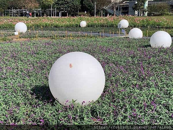 古亭河濱公園  夢幻又浪漫的走春賞花秘境