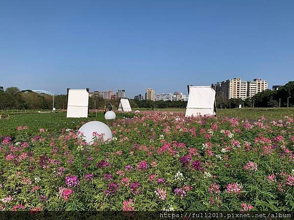 古亭河濱公園  夢幻又浪漫的走春賞花秘境