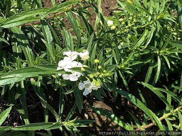 古亭河濱公園  夢幻又浪漫的走春賞花秘境