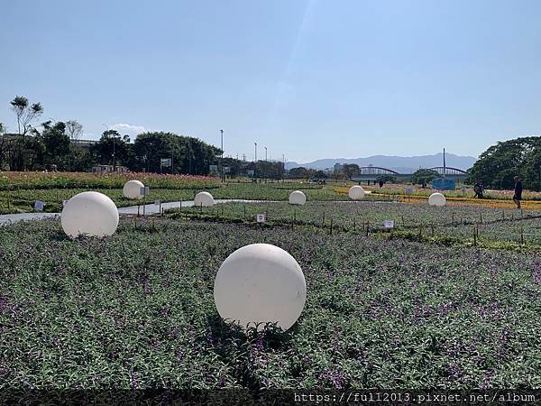 古亭河濱公園  夢幻又浪漫的走春賞花秘境