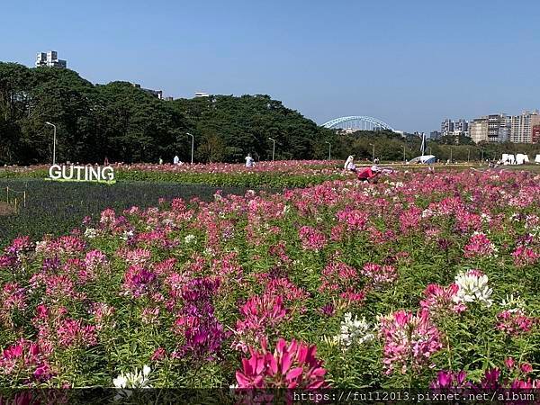 古亭河濱公園  夢幻又浪漫的走春賞花秘境