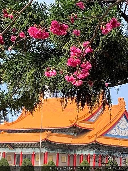 中正紀念堂賞櫻