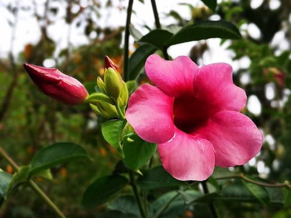 IMG_20180905_064159.jpg