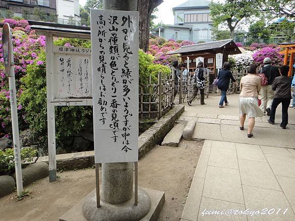 根津神社杜鵑花祭