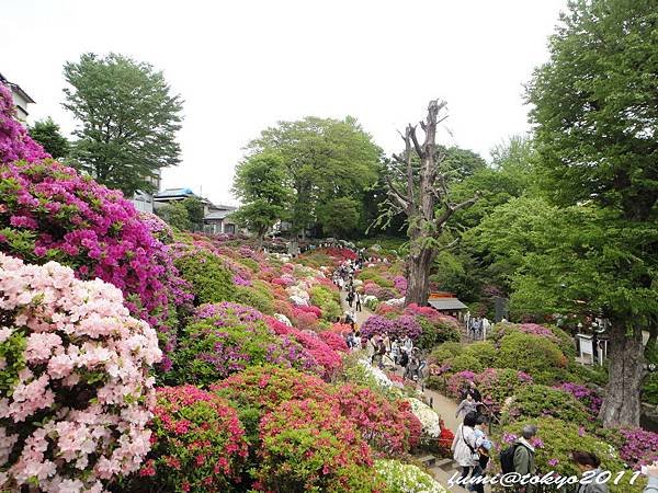 根津神社杜鵑花祭