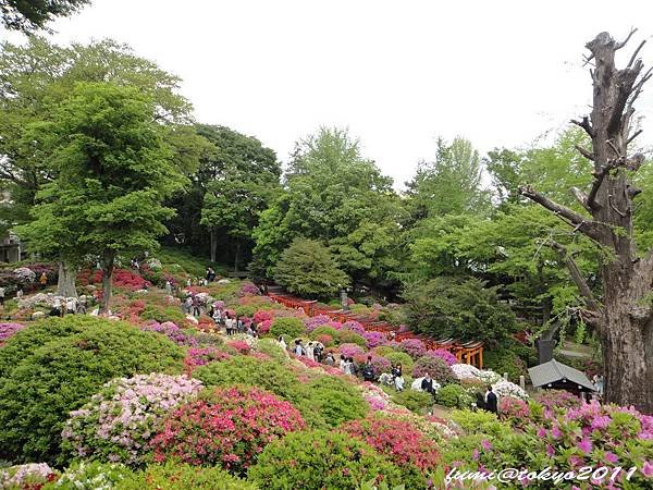 根津神社杜鵑花祭