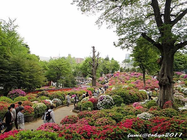 根津神社杜鵑花祭