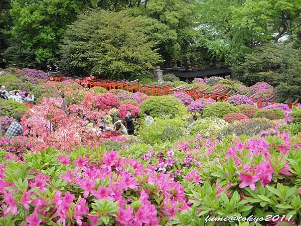 根津神社杜鵑花祭