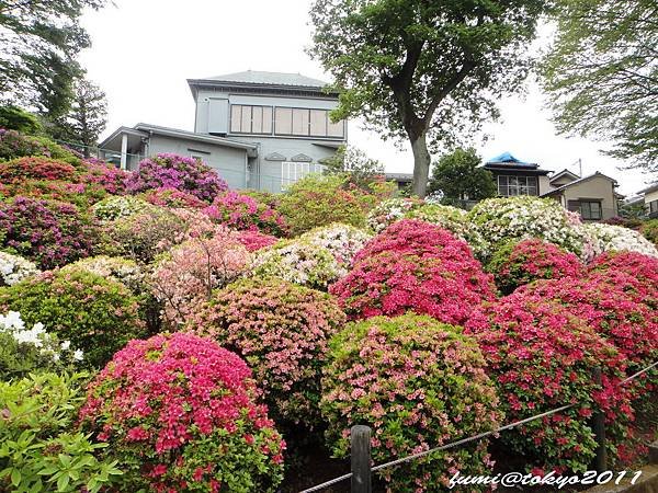 根津神社杜鵑花祭