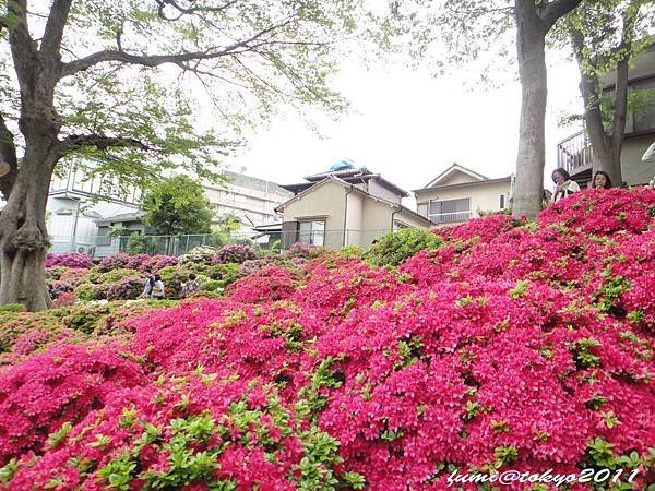 根津神社杜鵑花祭