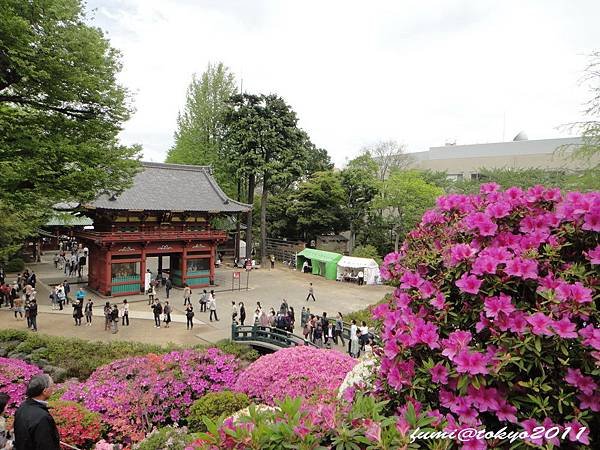 根津神社杜鵑花祭