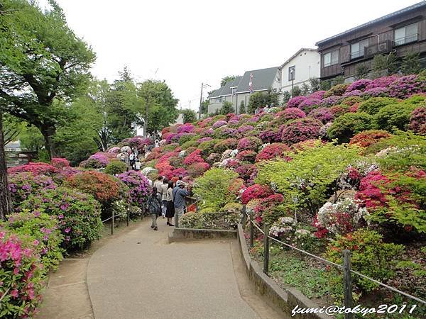 根津神社杜鵑花祭