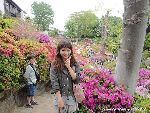 根津神社杜鵑花祭