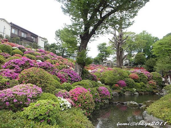 根津神社杜鵑花祭