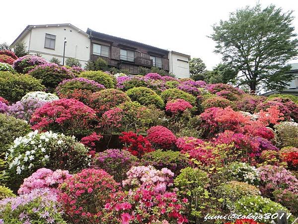 根津神社杜鵑花祭