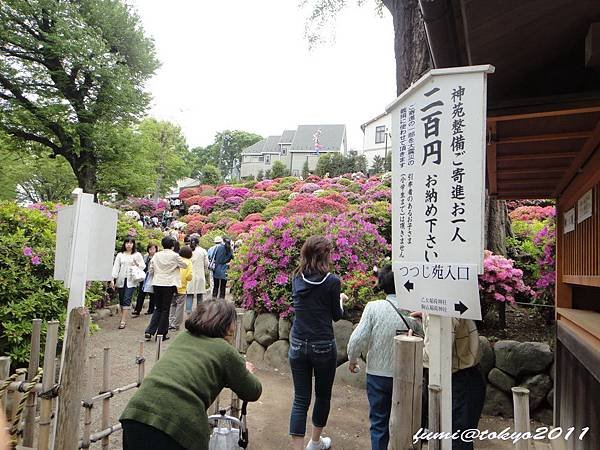 根津神社杜鵑花祭