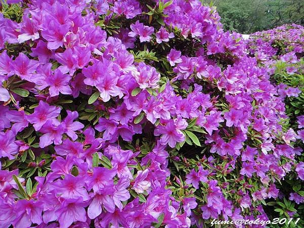 根津神社杜鵑花祭