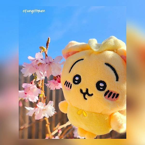 《子緣攝影》之櫻花與Usagi(3)