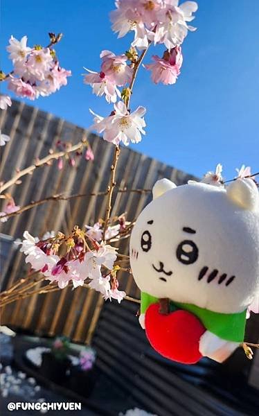 《子緣攝影》之《蘋果Chiikawa賞櫻》