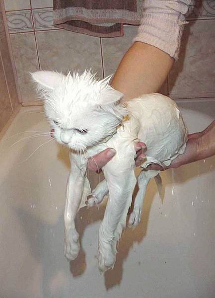 Cat bath 2.jpg