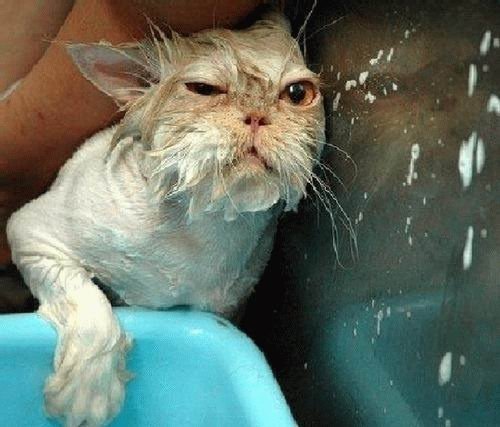 Cat bath 3.jpg