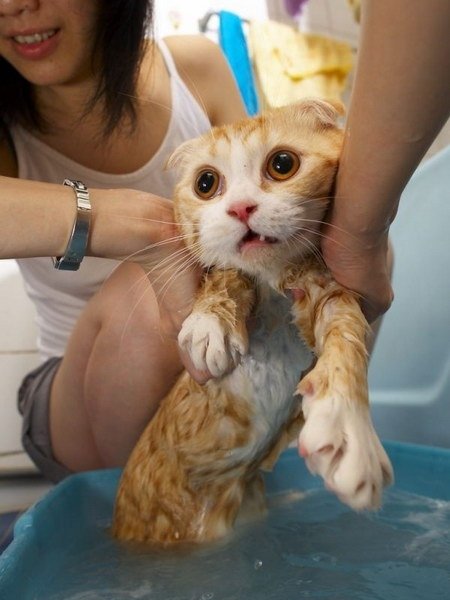 Cat bath 6.jpg