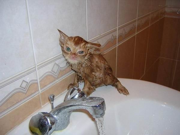 Cat bath 9.jpg