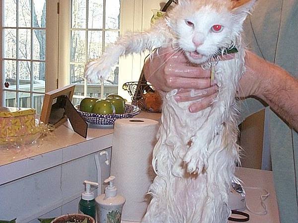 Cat bath 11.jpg