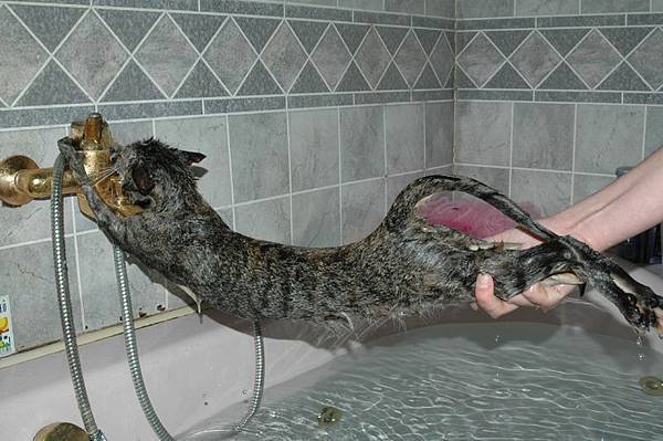 Cat bath 12.jpg