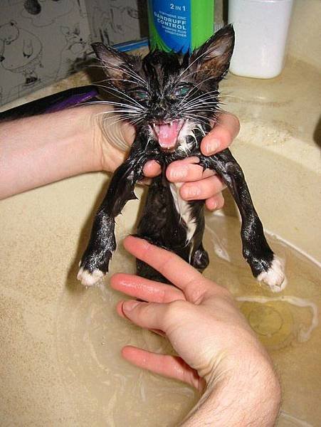 Cat bath 13.jpg