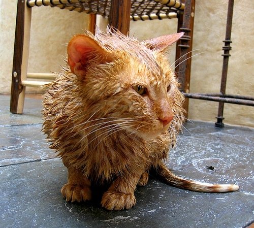 Cat bath 14.jpg