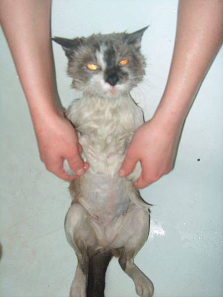 Cat bath 15.jpg