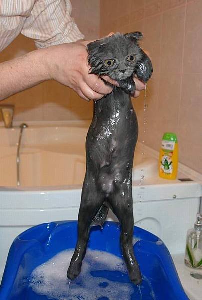 Cat bath 16.jpg